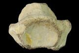 Fossil Mosasaur (Clidastes) Cervical Vertebra - Kansas #136437-3